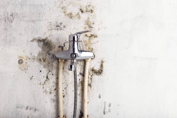 Best Professional Mold Removal  in Dillon, CO