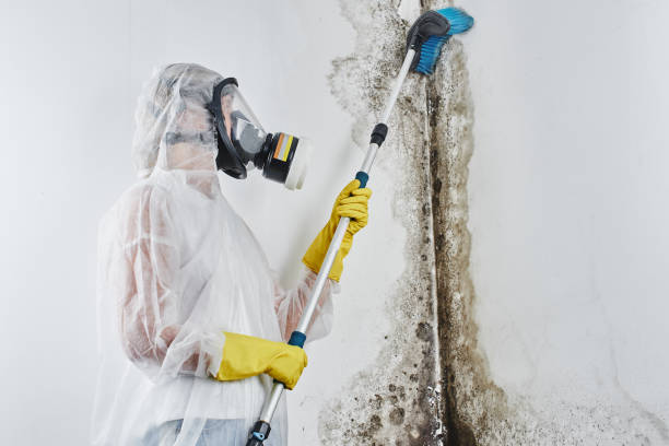 Best Mold Testing  in Dillon, CO