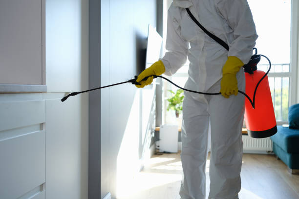 Best Mold Damage Repair  in Dillon, CO