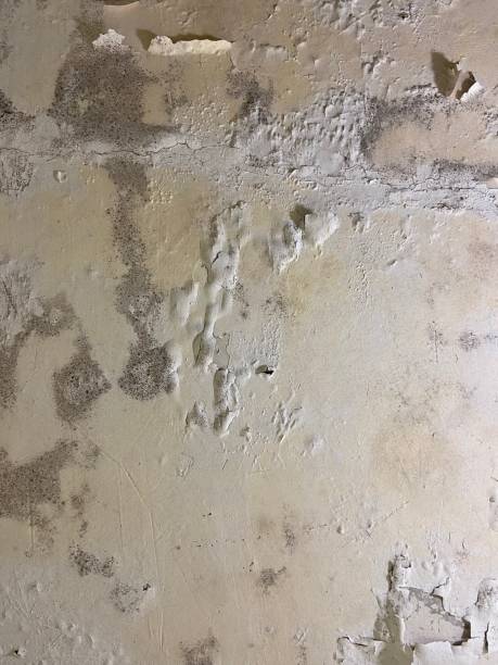 Attic Mold Removal in Dillon, CO