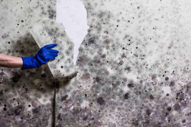Best Mold Damage Repair  in Dillon, CO